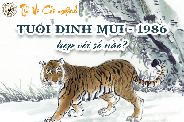 1986-tuoi-binh-dan-hop-so-nao