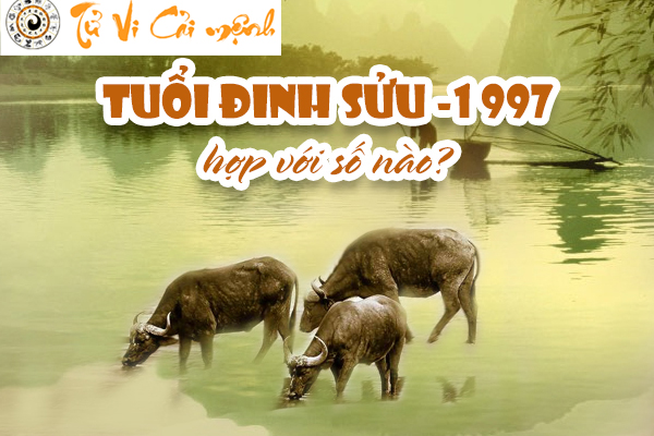 1997-so-hop-tuoi-dinh-suu