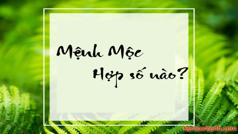 Người Mệnh Mộc Hợp Với Số Nào?