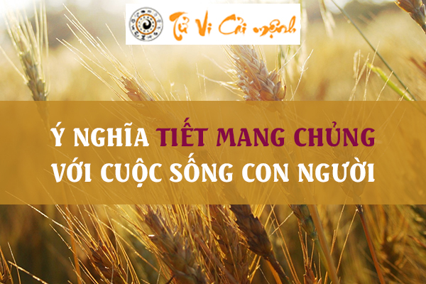 Tiết mang chủng là gì? Tiết Mang Chủng có đặc điểm và ý nghĩa ra sao?