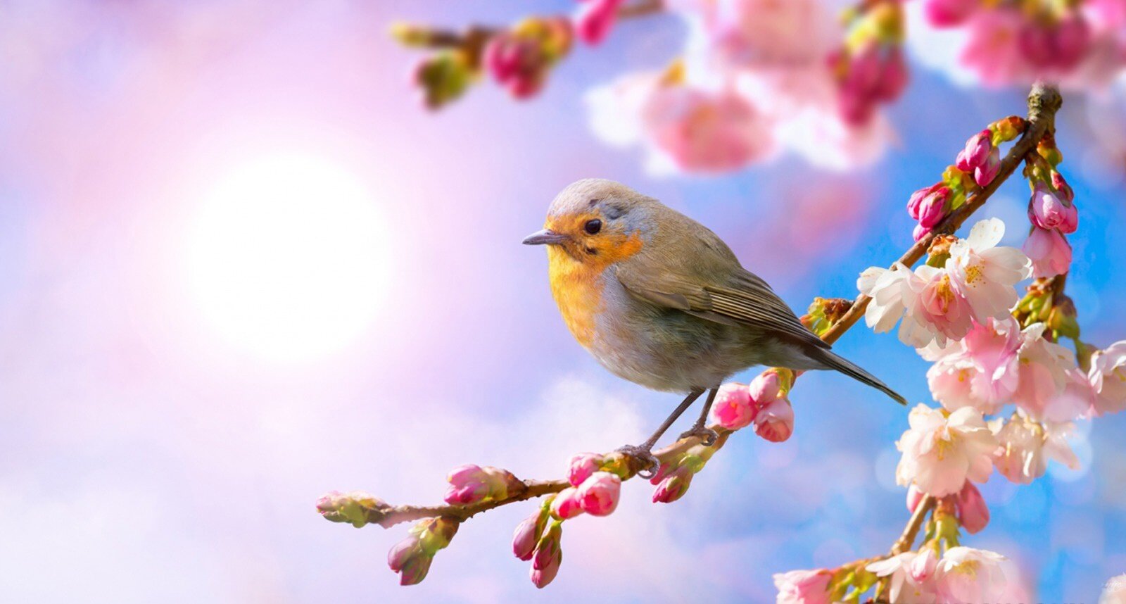 Tiết Xuân Phân và những điều bạn cần biết