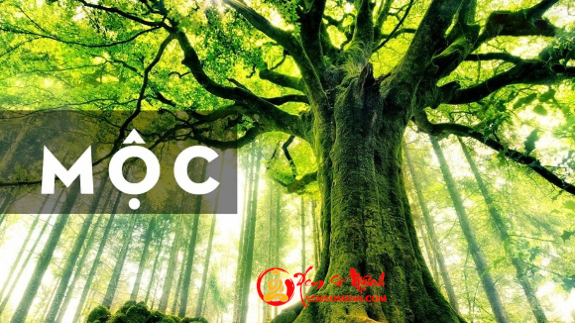 Mệnh Mộc trong ngũ hành