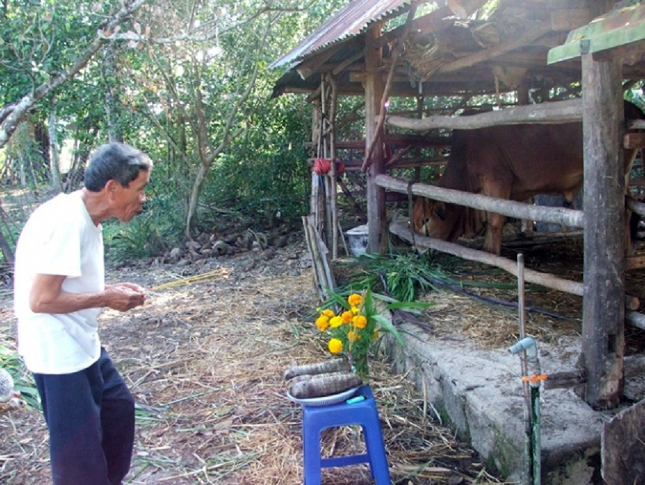 Xem ngày tốt chăn nuôi - Những điều cần biết về chọn ngày tốt chăn nuôi