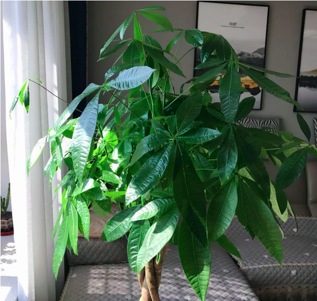 cây kim ngân đem lại phong thủy tốt cho phòng khách