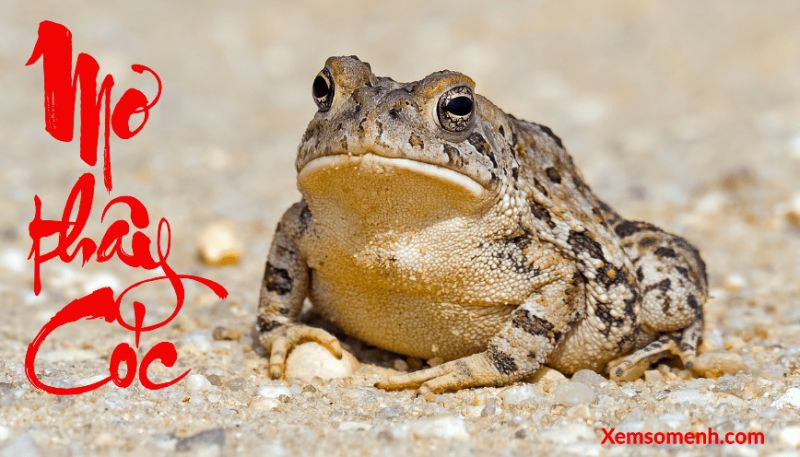 Điềm báo khi mơ thấy cóc