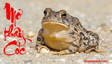 Mơ Thấy Con Cóc Là Điềm Báo Tâm Linh Gì