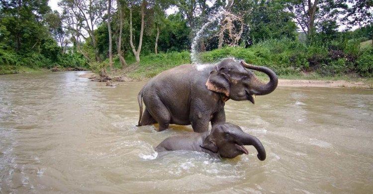 mơ thấy voi có ý nghĩa tâm linh như thế nào?