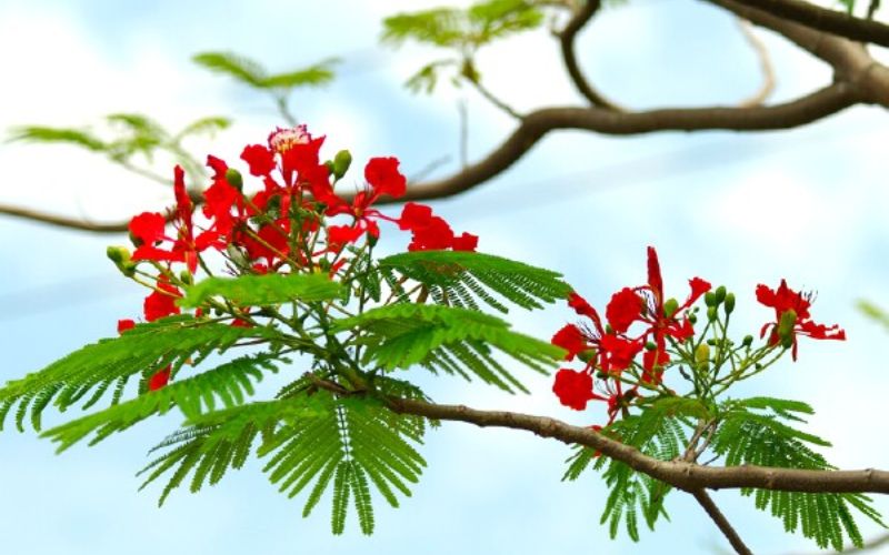 Tiết lập hạ là gì?