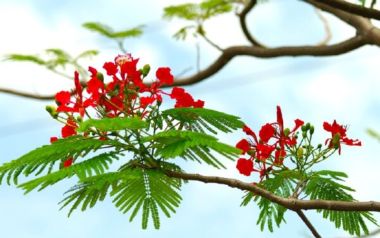 Tiết Lập Hạ là gì? bắt đầu từ ngày nào và có những đặc điểm, ý nghĩa gì