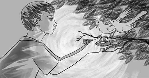 Không nên bắt chim non rời khỏi tổ của chúng Khong nen bat chim non roi khoi to cua chung