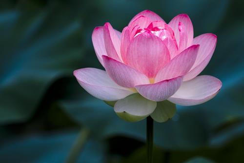 Hãy thành tâm sám hối Hay thanh tam sam hoi