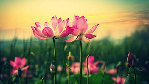 Phật dạy về đức hạnh Phat day ve duc hanh