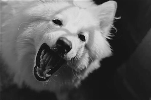 chó thấy ma cho thay ma