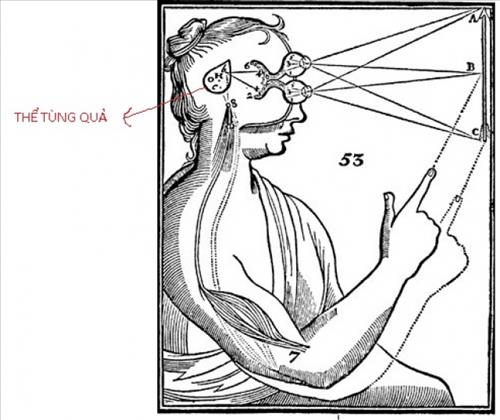 thể tùng quẢ the tung quA