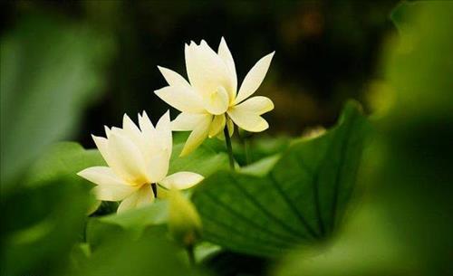 Lam the nao de chuyen nghiep