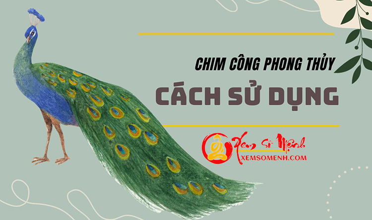 Cach su dung chim cong phong thuy