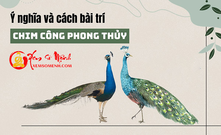Y nghia cua chim cong trong phong thuy