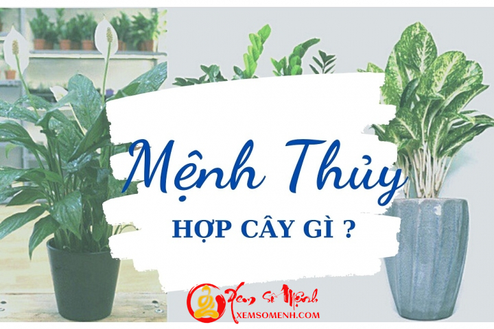 Người mệnh thủy hợp cậy gì