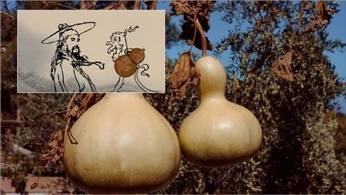 than y dung ho lo than y dung ho lo