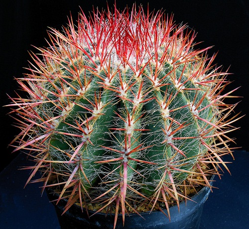 Những vật tuyệt đối nên tránh đặt trong phòng cưới hình ảnh 2 Nhung vat tuyet doi nen tranh dat trong phong cuoi hinh anh 2