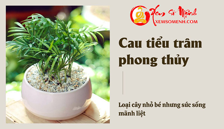Cau tiểu trâm phong thủy: Có tác dụng gì mà dân văn phòng ai ai cũng yêu thích