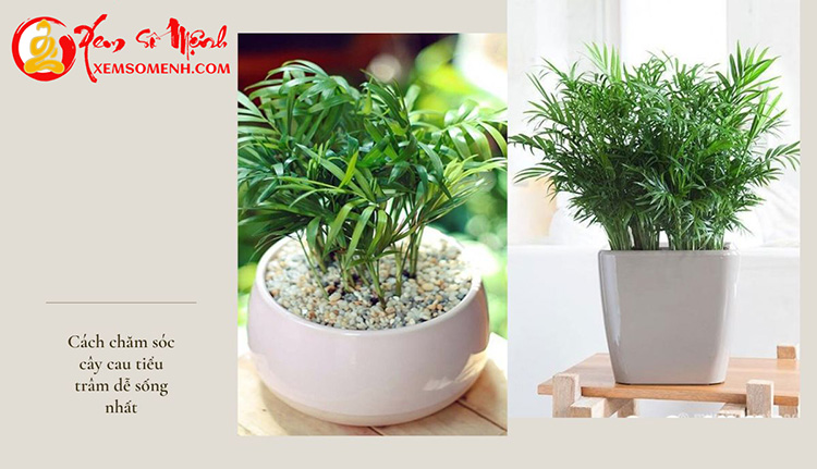 Trang tri bang cau tieu tram phong thuy