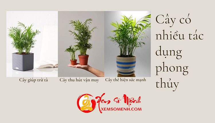 Tac dung cua Cau tieu tram phong thuy