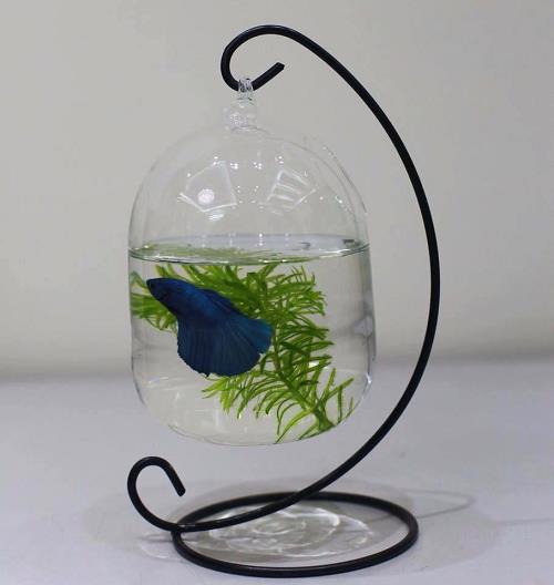 không bày bể cá gần quầy thu ngân khong bay be ca gan quay thu ngan