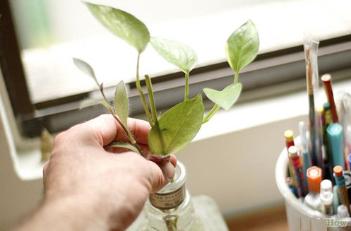 Đặt cây xanh trên bàn làm việc thế nào để thăng tiến trong sự nghiệp hình ảnh 2 Dat cay xanh tren ban lam viec the nao de thang tien trong su nghiep hinh anh 2