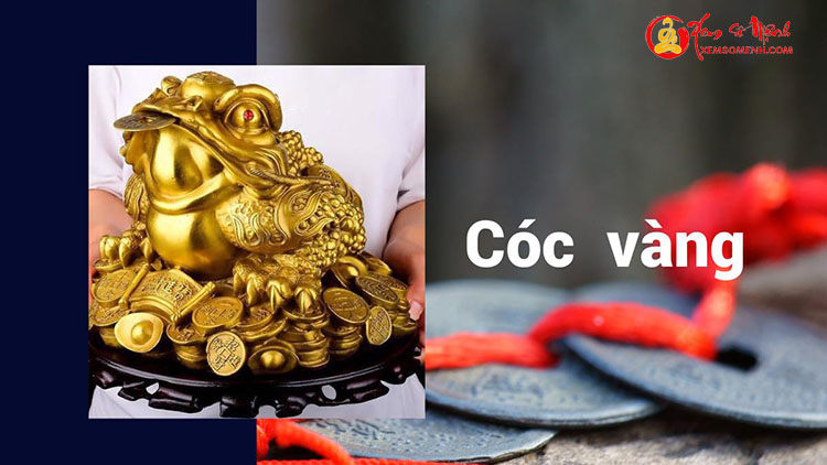 Cóc vàng Coc vang