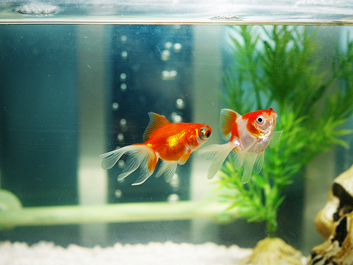 phương pháp cải thiện mệnh ngũ hành khuyết Thủy phuong phap cai thien menh ngu hanh khuyet Thuy