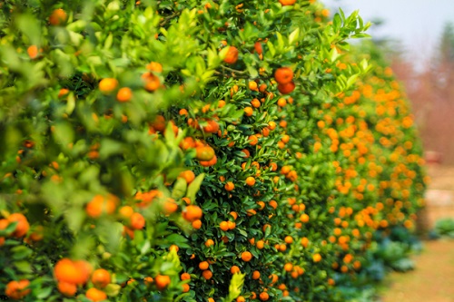 Tết đến Xuân sang, Cây Cảnh Chơi Tết Mang Lại Tài Lộc và May Mắn