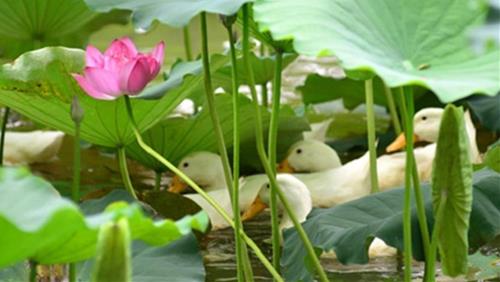 vit boi duoi tan la sen vit boi duoi tan la sen