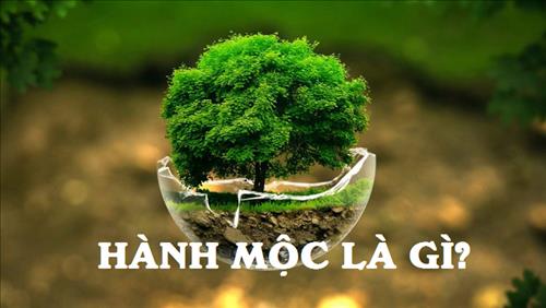 hanh moc la gi hanh moc la gi