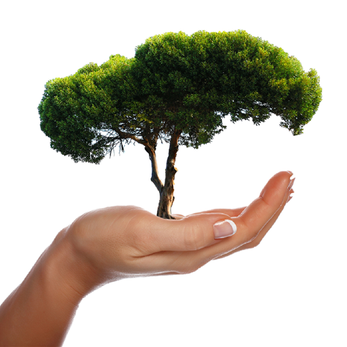 bình địa mộc hợp mệnh gì binh dia moc hop menh gi