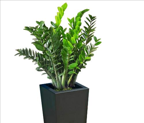 CÂY KIM TIỀN: Lựa chọn số 1 giúp kích hoạt may mắn, thúc đẩy tài lộc