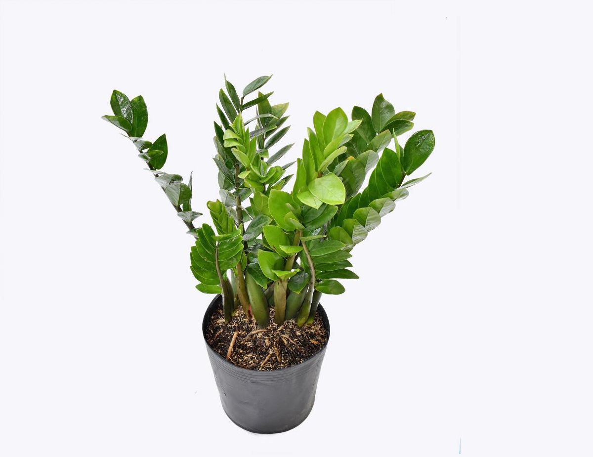 Cây Kim Tiền có độc không? Những điều bạn cần biết trước khi trồng