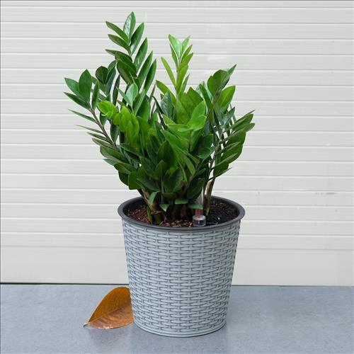 cach xu ly khi bi dinh doc Đối tượng bị dính độc thường là trẻ em nghịch ngợm bứt lá cây