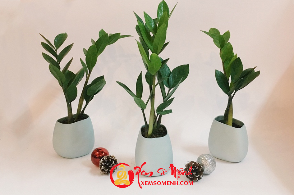 Có Nên Trồng Cây Kim Tiền Trong Nhà? Cách Đặt Để Hút Tài Lộc Vào Nhà