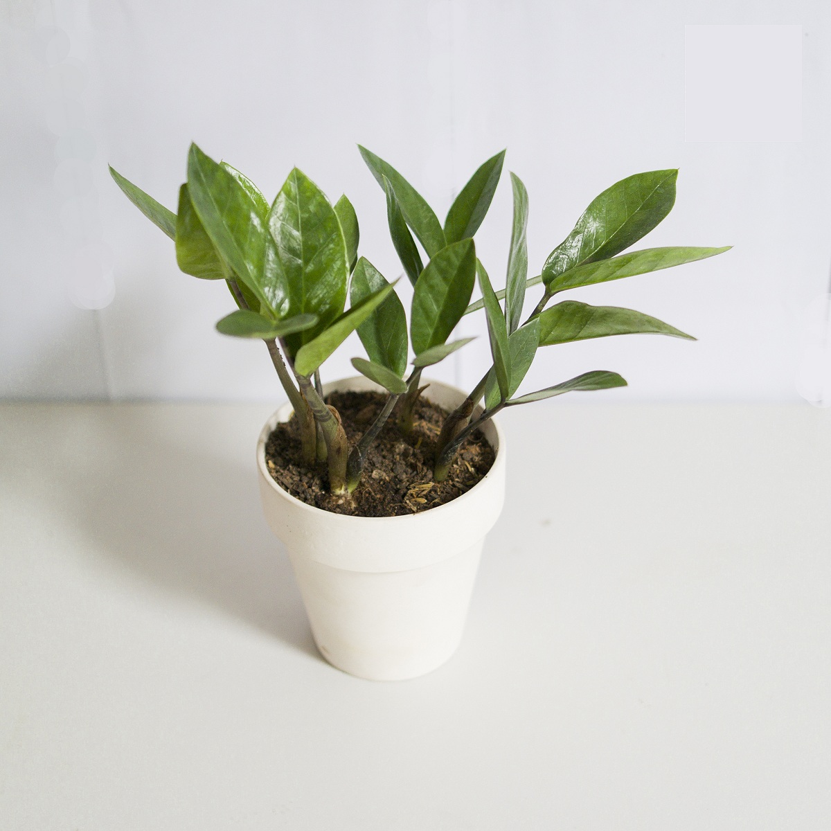 Cách đặt cây Kim Tiền trên bàn làm việc để sự nghiệp thăng tiến ầm ầm