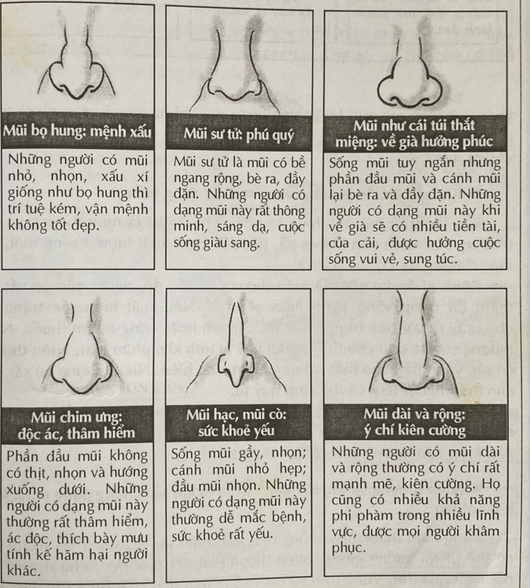 Một số dáng mũi phổ biến