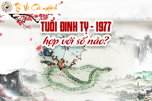 1977-tuoi-dinh-ty-hop-voi-so-nao