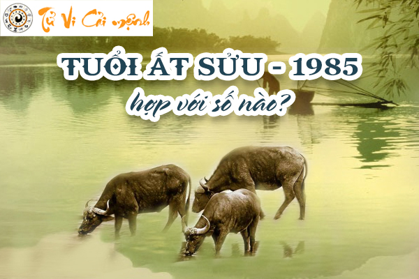 1985-tuoi-at-suu-hop-voi-so-nao